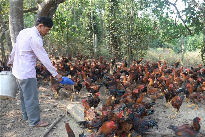 Trong ảnh: Anh Phạm Phước Cương, ấp Bàu Chiên, xã Tân Lâm, huyện Xuyên Mộc chăm sóc đàn gà 1.500 chuẩn bị bán Tết của gia đình. Năm nay giá gà tăng cao nên anh rất vui mừng, phấn khởi. Ảnh: Hoàng Nhị - TTXVN 