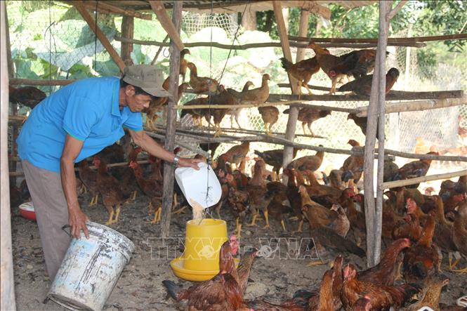 Trong ảnh: Ông Lê Nghĩa, ấp Bàu Chiên, xã Tân Lâm, huyện Xuyên Mộc chăm sóc đàn gà ta 1.000 chuẩn bị bán Tết của gia đình. Năm nay giá gà tăng cao nên anh rất vui mừng, phấn khởi. Ảnh: Hoàng Nhị - TTXVN.