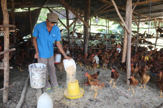 Trong ảnh: Ông Lê Nghĩa, ấp Bàu Chiên, xã Tân Lâm, huyện Xuyên Mộc chăm sóc đàn gà ta 1.000 chuẩn bị bán Tết của gia đình. Năm nay giá gà tăng cao nên anh rất vui mừng, phấn khởi. Ảnh: Hoàng Nhị - TTXVN