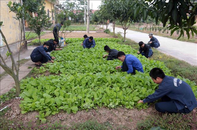 Trong ảnh: Các học viên chăm sóc rau, cây cảnh. Ảnh: Phạm Kiên - TTXVN