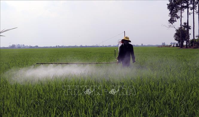 Trong ảnh: Sản xuất lúa chất lượng cao Đông Xuân 2019 - 2020 ở xã Tân Hiệp A, huyện Tân Hiệp (Kiên Giang). Ảnh: Lê Huy Hải - TTXVN
 