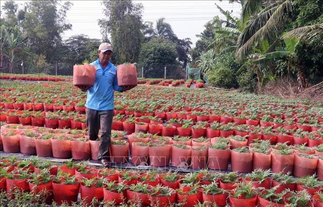 Trong ảnh: Nông dân xã Tân Thành, huyện Tân Hiệp (Kiên Giang) trồng hoa để tăng thêm thu nhập dịp Tết Nguyên đán Canh Tý 2020. Ảnh: Lê Huy Hải - TTXVN
 