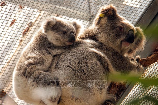 Cháy rừng gây ra thiệt hại to lớn cho môi trường và động vật hoang dã, nhưng hãy cùng nhìn vào phía tích cực. Bức ảnh gấu Koala đáng yêu này sẽ làm bạn bị mê hoặc và mong muốn bảo vệ cho chúng trước mối đe dọa.