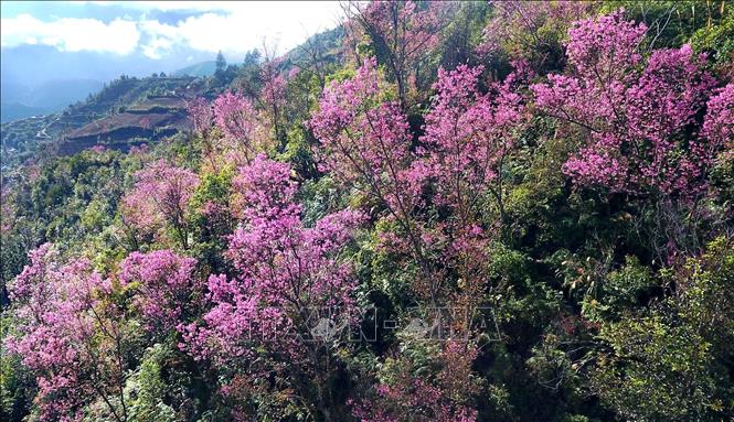 Trong ảnh: Hoa Tớ Dày thuộc loại cây thân gỗ, chỉ mọc và nở hoa ở độ cao trên 1.000 mét so với mực nước biển. Ảnh: Tuấn Anh - TTXVN