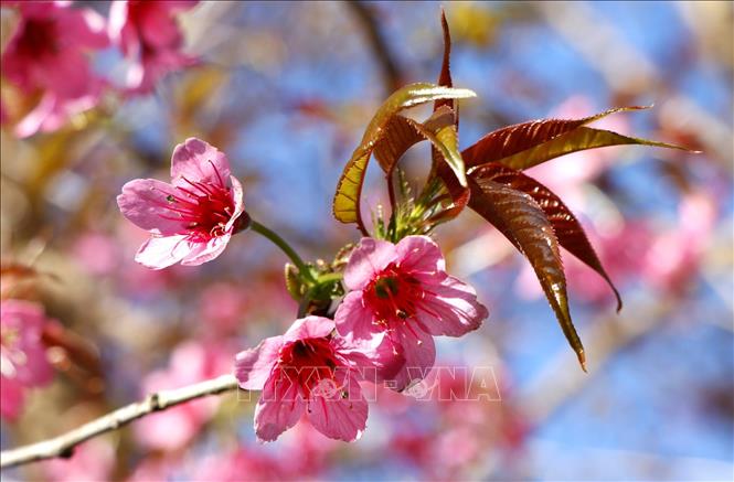 Trong ảnh: Hoa Tớ Dày thường nở vào cuối năm dương lịch trước hoa đào khoảng một tháng. Ảnh: Tuấn Anh - TTXVN