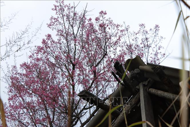 Trong ảnh: Hoa Tớ Dày được người dân La Pán Tẩn trồng quanh nhà. Ảnh: Tuấn Anh - TTXVN