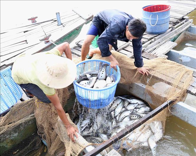 Mô hình nuôi cá lồng bè kết hợp làm du lịch mang lại hiệu quả kinh tế cao -  Ảnh thời sự trong nước - Kinh tế - Thông tấn xã Việt Nam (TTXVN)