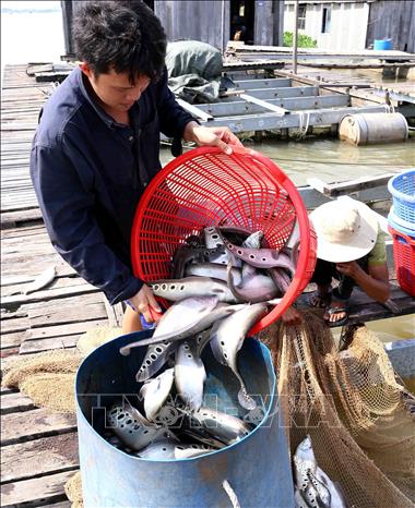 Mô hình nuôi cá chuối hoa  trại cá giống nước ngọt Quang Nguyên