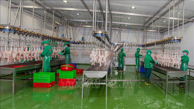 Trong ảnh: Dây chuyền giết mổ gia cầm khép kính của Công ty TNHH Thanh Bảo Hân. Ảnh: Thanh Tân - TTXVN