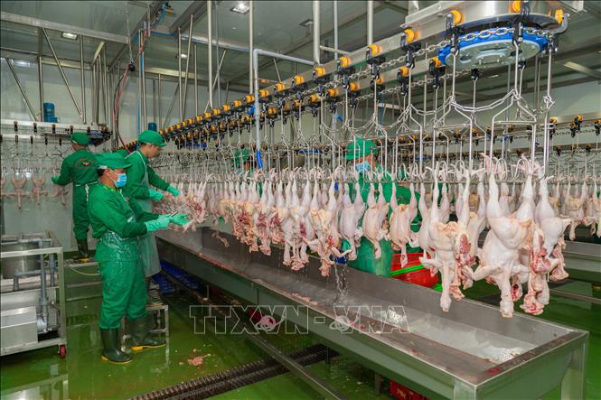 Trong ảnh: Dây chuyền giết mổ gia cầm khép kính của Công ty TNHH Thanh Bảo Hân. Ảnh: Thanh Tân - TTXVN