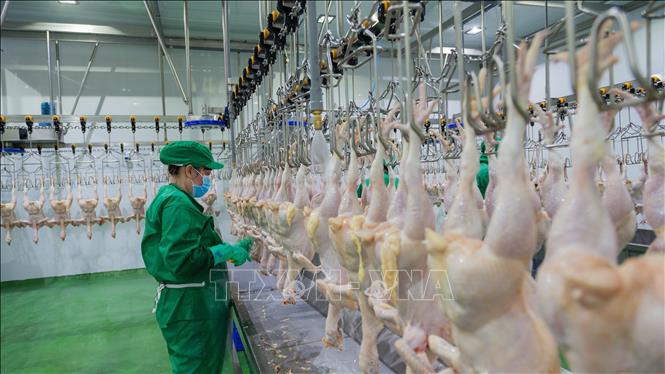 Trong ảnh: Dây chuyền giết mổ gia cầm khép kính của Công ty TNHH Thanh Bảo Hân. Ảnh: Thanh Tân - TTXVN