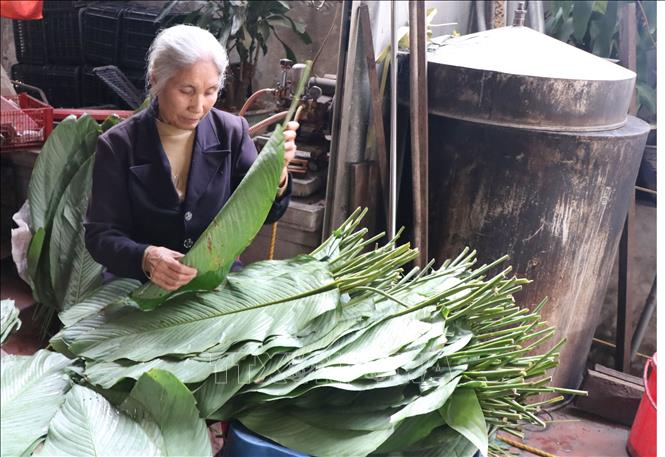 Trong ảnh: Khâu tuyển chọn lá dong để gói bánh chưng ở làng nghề được giao cho người có kinh nghiệm thực hiện. Ảnh: Hoàng Nguyên - TTXVN