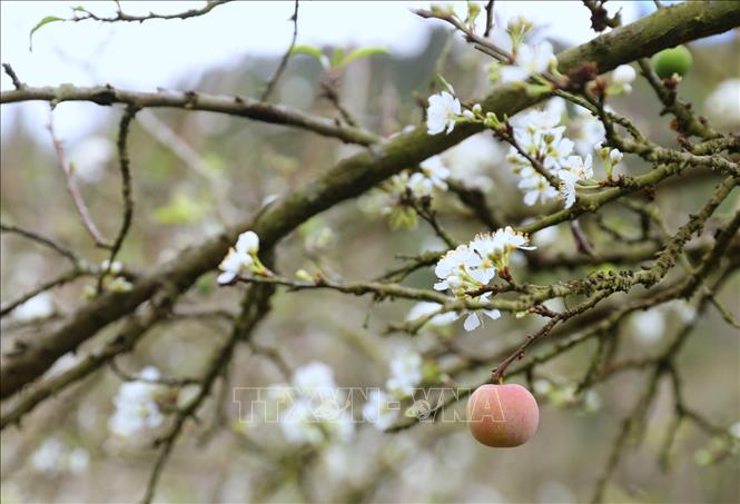 Du lịch Việt Nam: Hoa mận Mu Náu khoe sắc giữa cao nguyên Mộc Châu - Ảnh thời sự trong nước - Văn hoá & Xã hội - Thông tấn xã Việt Nam (TTXVN) Du Lịch Việt Nam: Hoa Mận Mu Náu Khoe Sắc Giữa Cao Nguyên Mộc Châu - Ảnh Thời Sự Trong Nước - Văn Hoá & Xã Hội - Thông Tấn Xã Việt Nam (Ttxvn)