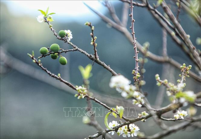 Trong ảnh: Thung lũng hoa mận Mu Náu nở trắng rừng lấp ló quả xanh, quả đỏ báo hiệu 1 mùa bội thu. Ảnh: Thành Đạt - TTXVN