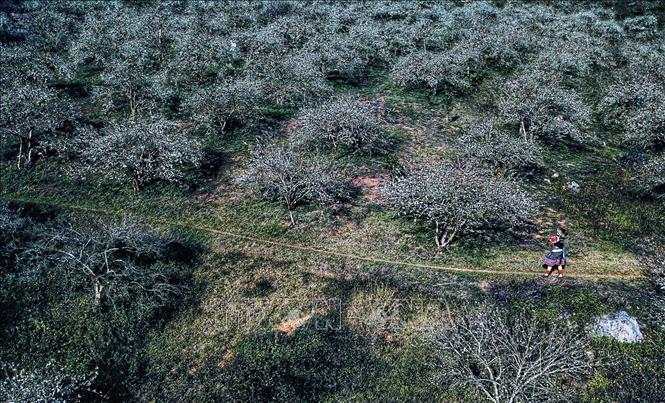 Trong ảnh: Rừng hoa mận giữa cao nguyên Mộc Châu. Ảnh: Thành Đạt - TTXVN