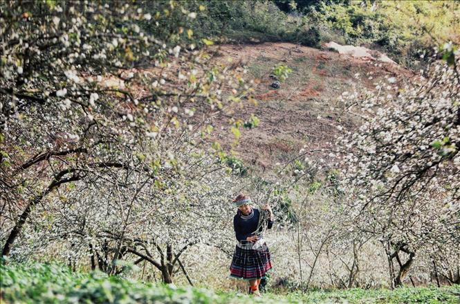 Trong ảnh: Rừng hoa mận Mu Náu. Ảnh: Thành Đạt - TTXVN