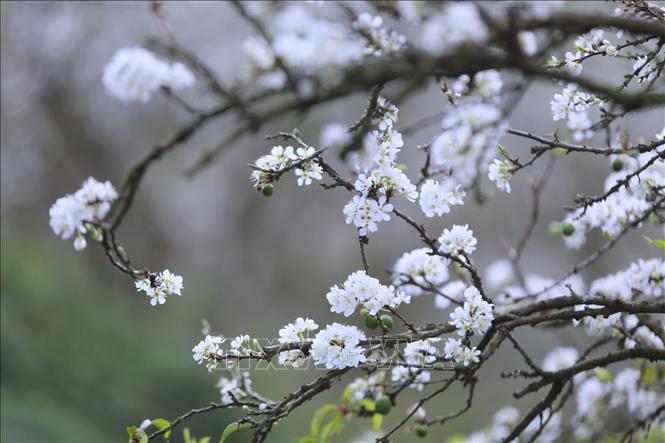 Trong ảnh: Cách trung tâm thị trấn Mộc Châu chừng 5 km, thung lũng Mu Náu là điểm đến không thể bỏ qua với vẻ hoang sơ của hàng trăm cây mận lâu đời. Ảnh: Thành Đạt - TTXVN