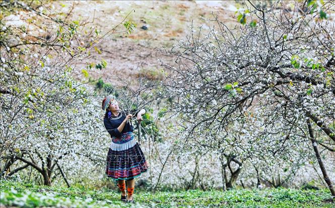 Trong ảnh: Du khách bên hoa mận trắng khoe sắc tại thung lũng Mu Náu. Ảnh: Thành Đạt - TTXVN