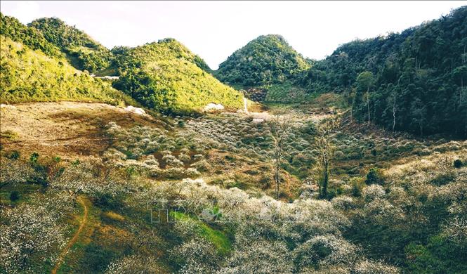 Trong ảnh: Thung lũng mận Mu Náu được ví như nóc nhà của Mộc Châu với tổng diện tích trên 200 ha gồm có rừng nguyên sinh và các vườn Mơ (40 tuổi) , vườn Mận (25 năm tuổi) cổ thụ tạo nên 1 vẻ đẹp nguyên sơ, hùng vĩ. Ảnh: Thành Đạt - TTXVN 