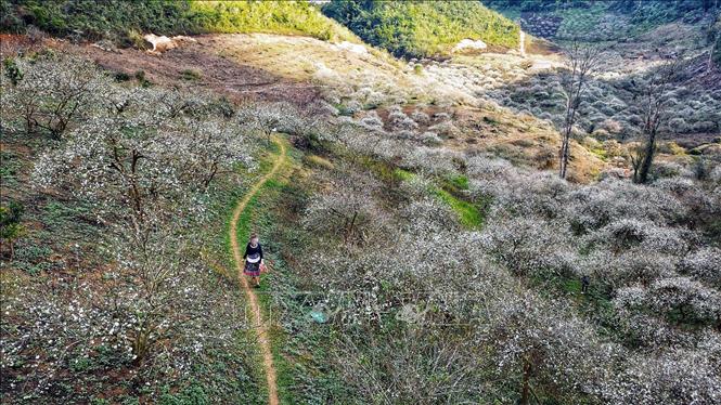 Trong ảnh: Tháng 1 là thời điểm thung lũng mận Mu Náu nở trắng trải rộng trên khắp triền núi. Ảnh: Thành Đạt - TTXVN