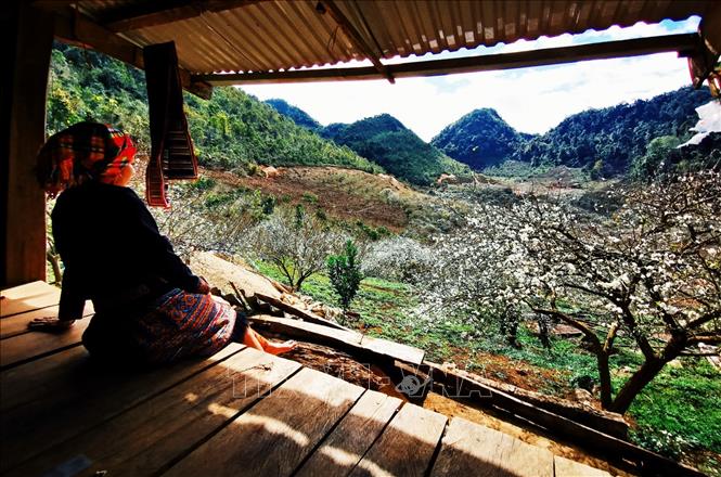 Trong ảnh: Hoa mận trắng khoe sắc tại thung lũng Mu Náu. Ảnh: Thành Đạt - TTXVN 