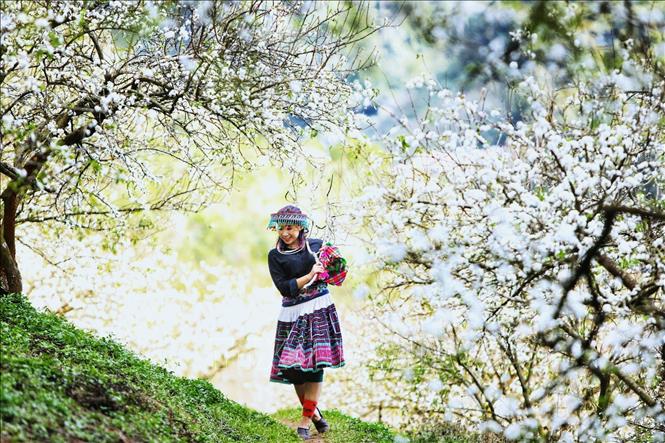 Trong ảnh: Hoa mận trắng khoe sắc tại thung lũng Mu Náu. Ảnh: Thành Đạt - TTXVN 