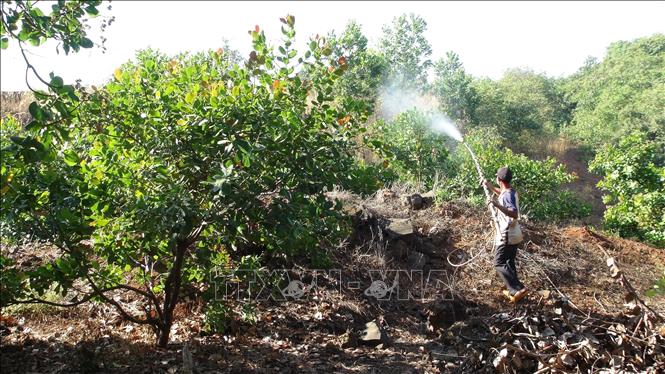 Trong ảnh: Người dân phường Thác Mơ, thị xã Phước Long phun thuốc trừa sâu bệnh trên bông điều. Ảnh: K Gửi H - TTXVN