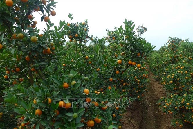Trong ảnh: Vườn quất cảnh tại xã Thanh Thủy (Thanh Hà, Hải Dương). Ảnh: Thanh Nga - TTXVN