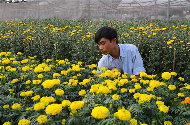 Trong ảnh: Nông dân làn hoa Phú Mậu chăm sóc hoa Tết. Ảnh: Hồ Cầu - TTXVN