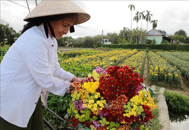 Trong ảnh: Người dân làng hoa Phú Mậu thu hoạch hoa bán trong dịp Tết. Ảnh: Hồ Cầu - TTXVN