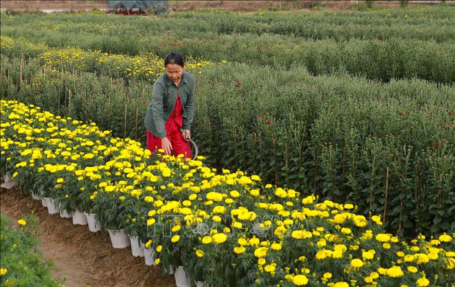 Trong ảnh: Nông dân làn hoa Phú Mậu chăm sóc hoa Tết. Ảnh: Hồ Cầu - TTXVN