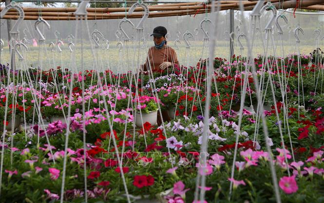 Trong ảnh: Nông dân làn hoa Phú Mậu chăm sóc hoa Tết. Ảnh: Hồ Cầu - TTXVN