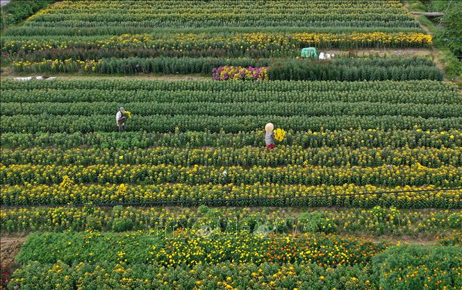 Trong ảnh: Nông dân làn hoa Phú Mậu chăm sóc hoa Tết. Ảnh: Hồ Cầu - TTXVN