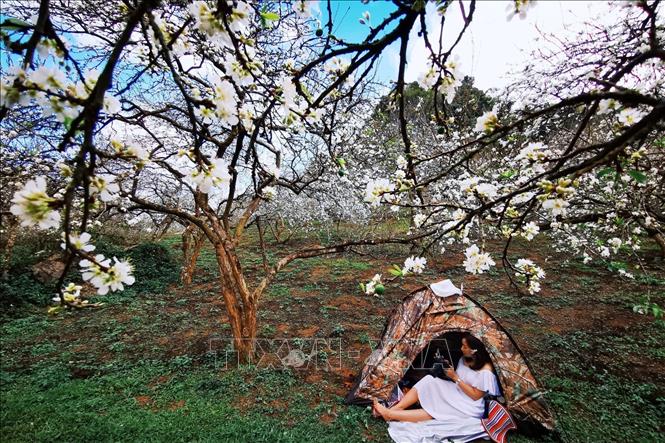 Moc Chau - white flower paradise in spring - VNA Photos - Vietnam News ...