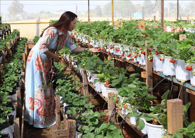 Trong ảnh: Du khách tham quan, trải nghiệm vườn dâu tây tại thị trấn Phước Dân, huyện Ninh Phước. Ảnh: Nguyễn Thành - TTXVN