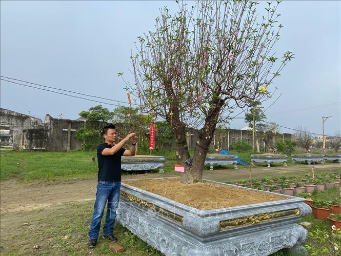 Trong ảnh: 150 cây đào trong vườn  gia đình anh Võ Duẩn, xóm 18 Nghi Kim, thành phố Vinh đã được khách thuê hết từ 1 tháng trước với giá thấp nhất 8 triệu đồng, cao nhất tầm 80 triệu đồng. Ảnh: Bích Huệ - TTXVN
