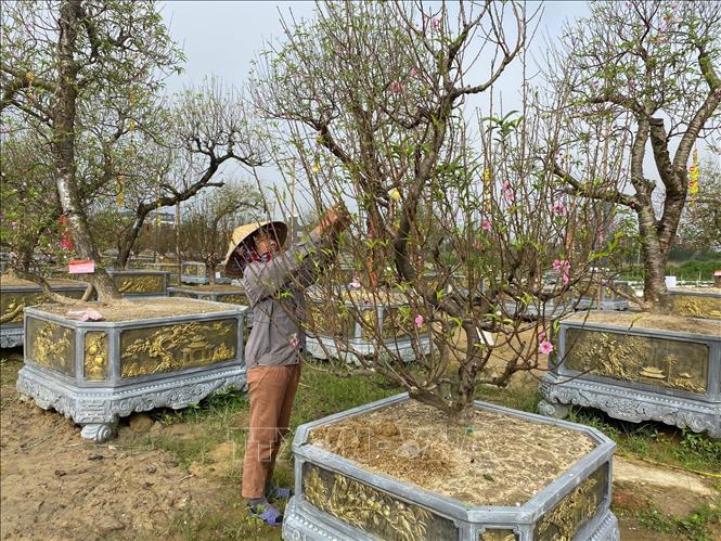 Trong ảnh: Các nhà vườn trồng đào ở thành phố Vinh đang tất bật chăm sóc tỉ mỉ theo đúng quy trình từ bón phân, tưới nước đến lặt lá để đào ra hoa và nhiều nụ đúng dịp Tết Nguyên đán. Ảnh: Bích Huệ - TTXVN