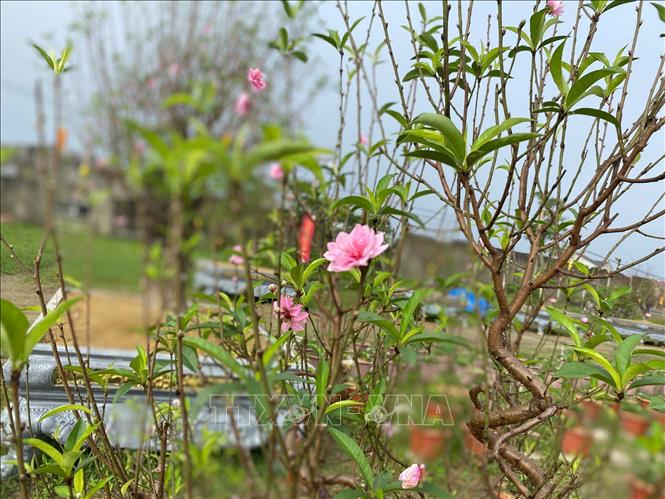 Trong ảnh: Vườn đào của gia đình anh Võ Duẩn xóm 18 Nghi Kim, thành phố Vinh thu hút rất đông khách tới đặt hàng thuê bởi cây có nhiều dáng cây, tạo thế đẹp, thân cây to sù sì đặc trưng của đào cổ Mường Lống. Ảnh: Bích Huệ - TTXVN