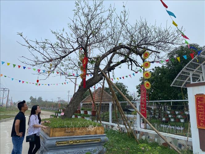 Trong ảnh: Cây đào dáng huyền với gốc đào to, thân uốn ngang với cành chi chít nụ, lộc xanh biếc cho thuê với giá 80 triệu đồng. Ảnh: Bích Huệ - TTXVN