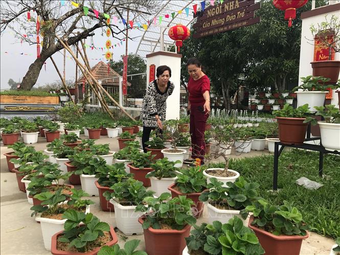Trong ảnh: Những ngày cận Tết, nhiều người đổ về vườn đào của anh Võ Duẩn ở xóm 18, xã Nghi Kim, thành phố Vinh, nơi có 230 gốc đào lớn nhỏ đang nhú búp và nở hoa để thuê đem về trụ sở cơ quan, công ty, nhà chưng Tết. Ảnh: Bích Huệ - TTXVN