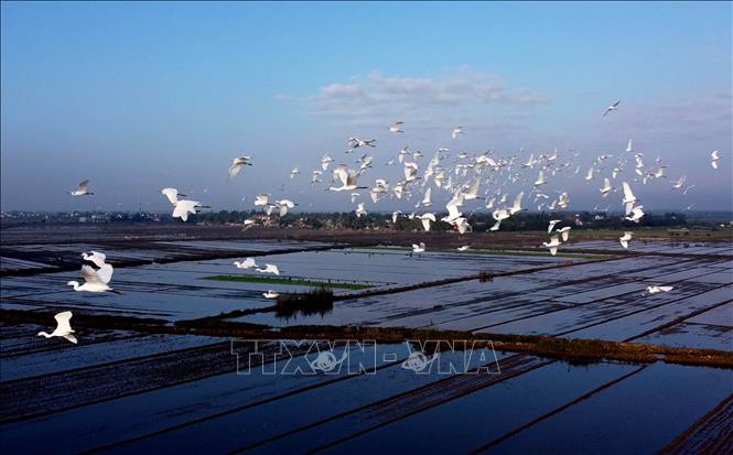 Trong ảnh: Đàn cò trắng bay lượn trên cánh đồng ở xã Hương Phong,thị xã Hương Trà. Ảnh: Hồ Cầu-TTXVN