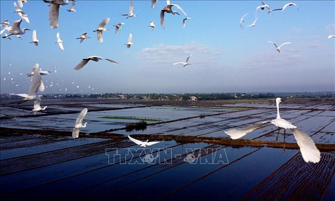 Trong ảnh: Đàn cò trắng bay lượn trên cánh đồng ở xã Hương Phong,thị xã Hương Trà. Ảnh: Hồ Cầu-TTXVN