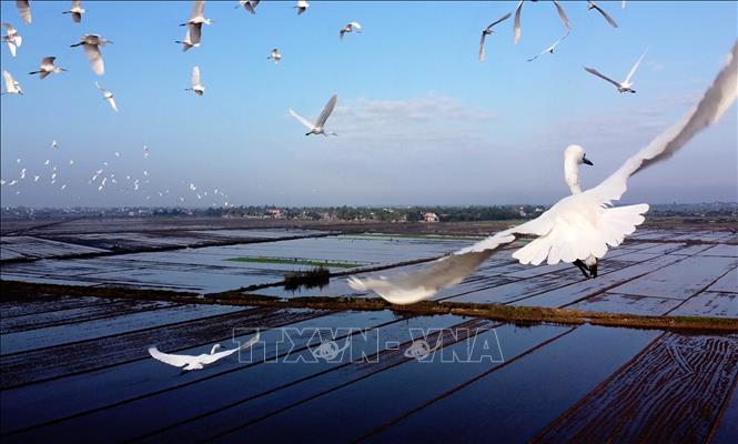 Trong ảnh: Đàn cò trắng bay lượn trên cánh đồng ở xã Hương Phong,thị xã Hương Trà. Ảnh: Hồ Cầu-TTXVN