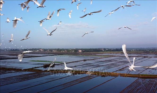 Trong ảnh: Đàn cò trắng bay lượn trên cánh đồng ở xã Hương Phong, thị xã Hương Trà. Ảnh: Hồ Cầu-TTXVN