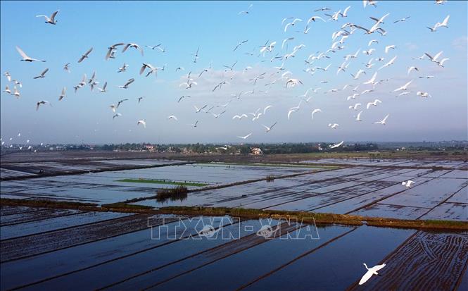Trong ảnh: Đàn cò trắng bay lượn trên cánh đồng ở xã Hương Phong,thị xã Hương Trà. Ảnh: Hồ Cầu-TTXVN