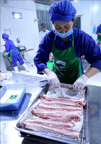Trong ảnh: Đóng gói sản phẩm thịt lợn tại xưởng chế biến của Hợp tác xã Hoàng Long. Ảnh: Vũ Sinh - TTXVN
