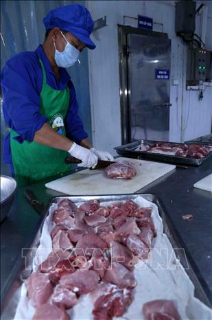 Trong ảnh: Chuẩn bị nguyên liệu để sản xuất giò, chả tại xưởng chế biến của Hợp tác xã Hoàng Long. Ảnh: Vũ Sinh - TTXVN