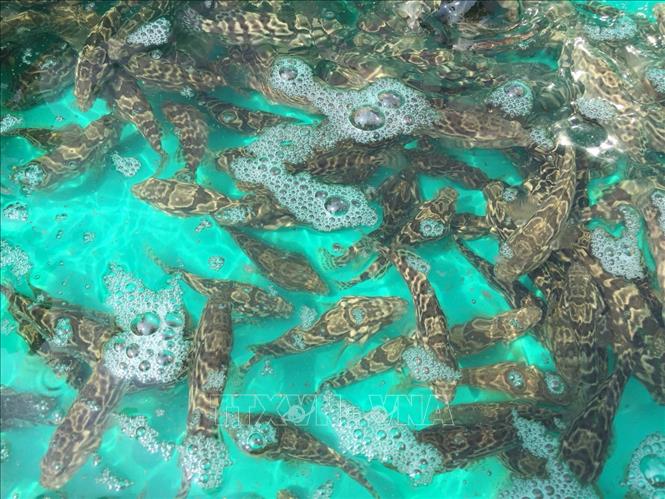 Trong ảnh: Cá mú Trân Châu giống do Trung tâm giống hải sản cấp I (thuộc Sở Nông nghiệp và Phát triển nông thôn tỉnh Ninh Thuận) nghiên cứu sản xuất thành công. Ảnh: Nguyễn Thành – TTXVN