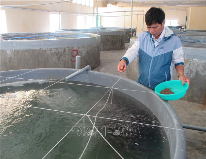 Trong ảnh: Sản xuất giống cá mú Trân Châu tại Trung tâm giống hải sản cấp I (xã An Hải, huyện Ninh Phước, Ninh Thuận). Ảnh: Nguyễn Thành – TTXVN