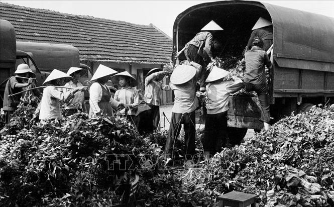 Trong ảnh: Nhân viên Trạm thu mua rau huyện Thanh Trì, Hà Nội chuẩn bị rau để đưa đi tiêu thụ (tháng 1/1977). Ảnh: Văn Sắc – TTXVN